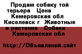 Продам собаку той-терьера › Цена ­ 2 000 - Кемеровская обл., Киселевск г. Животные и растения » Собаки   . Кемеровская обл.